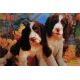 Puzzel 1000 stukjes Spinger Spaniels
